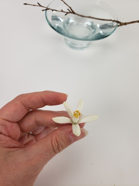 Pretty lemon blossom Pretty lemon blossom