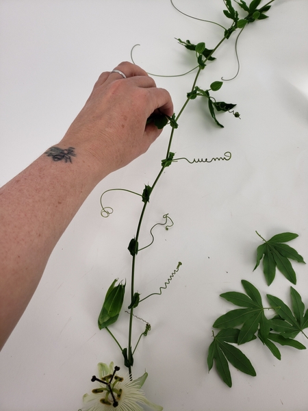 Remove the foliage from a vine