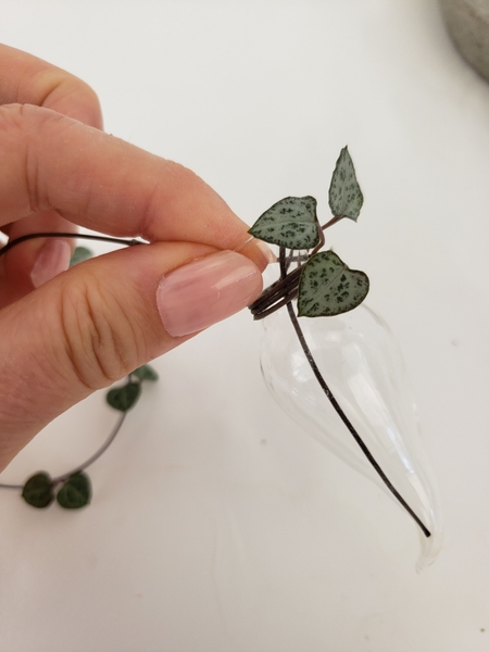 Be careful not to break the tiny heart shaped leaves Be careful not to break the tiny heart shaped leaves