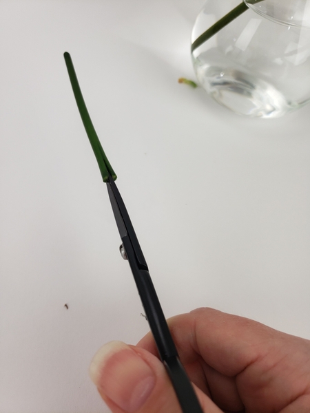 Cut into the twig from one side Cut into the twig from one side