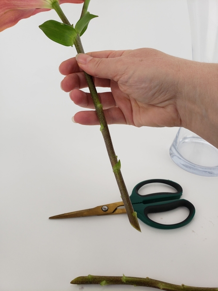 Give a lily stem a fresh cut Give a lily stem a fresh cut