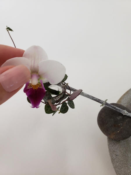Place the orchid deep into the vase Place the orchid deep into the vase