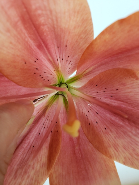 Press the weave deep into the flower with a bamboo skewer Press the weave deep into the flower with a bamboo skewer