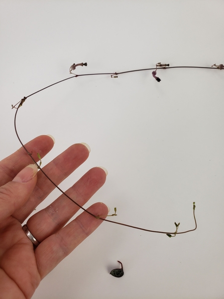 Remove all the heart shaped foliage from a Ceropegia woodii vine Remove all the heart shaped foliage from a Ceropegia woodii vine