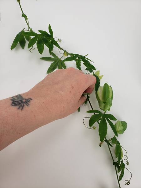 Remove the foliage from a vine Remove the foliage from a vine
